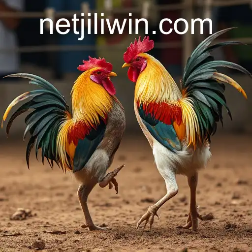 Exploring the World of Cockfighting and Its Controversy